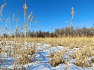 The Missouri River bottoms just below Mandan-Hidatsa Chief Looking Village in Bismarck, North Dakota.