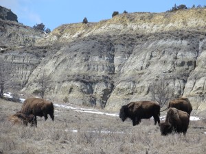 Bison in the badlands of western North Dakota.