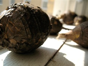 A prairie turnip.