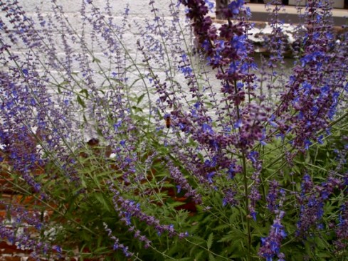 Russian sage in August 2013.