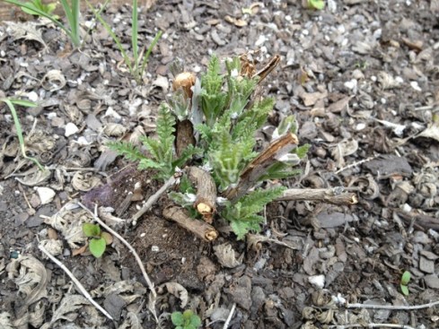 Russian sage in the spring on the North American steppe.