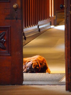 Fern, the exhausted and super friendly castle dog at Castle Larnach. Nothing gets by Fern. Not that she cares, though.