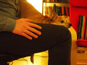 After the feast, even the Chihuahuas were exhausted.