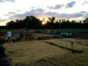 Planting at our Probstfield Farm plot in early June 2014. View to the west, the setting sun dropping behind the trees.